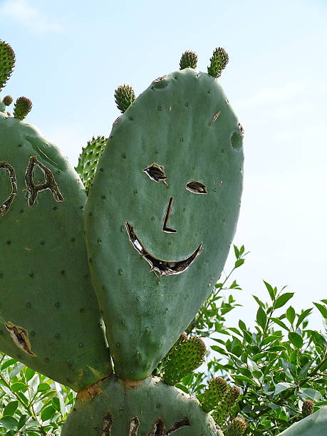 istock Smiling cactus, Cinque Terre, Liguria, Italy 485409322