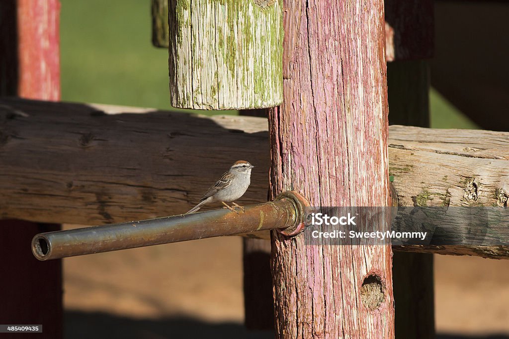 Bruant familier - Photo de Aire de jeux libre de droits