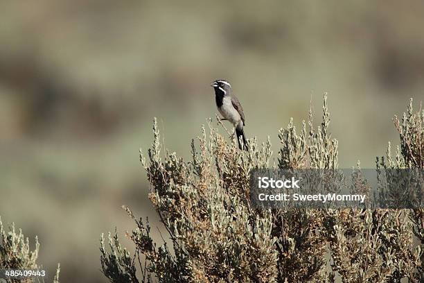 Blackthroated Sparrow Stockfoto und mehr Bilder von Arizona - Arizona, Arizona Strip, Einzelnes Tier