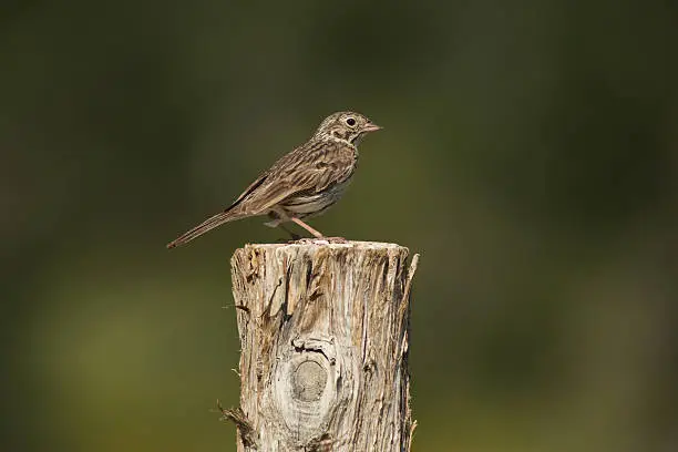 A Vesper Sparrow (Pooecetes gramineus) perches atop a fencepost at Kolob Reservoir nearby Zion National Park.