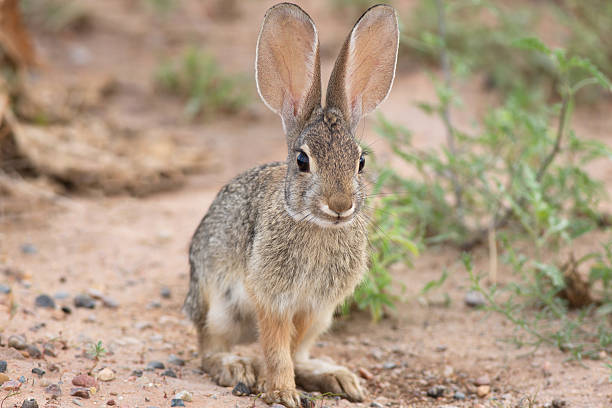 conejo del desierto - desert animals fotografías e imágenes de stock