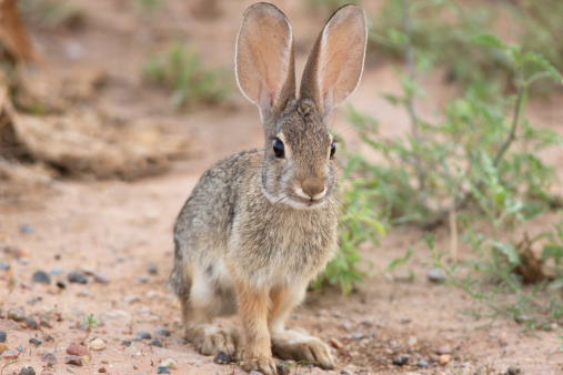 A Desert Cottontail Rabbit keeps on the alert in northern Arizona.