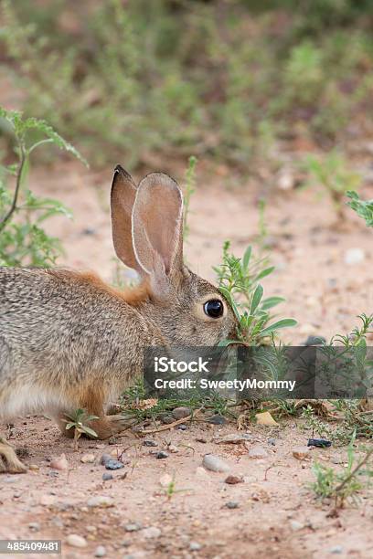 Conejo Del Desierto Foto de stock y más banco de imágenes de Aire libre - Aire libre, Animal, Animales salvajes