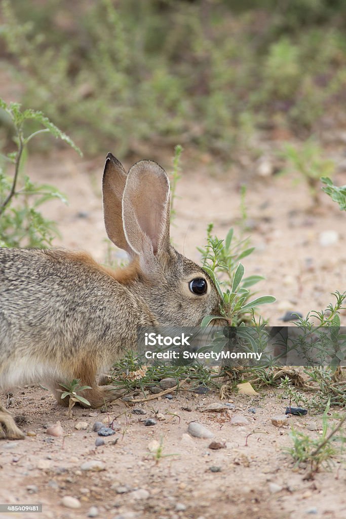 Desert Cottontail - Zbiór zdjęć royalty-free (Bez ludzi)