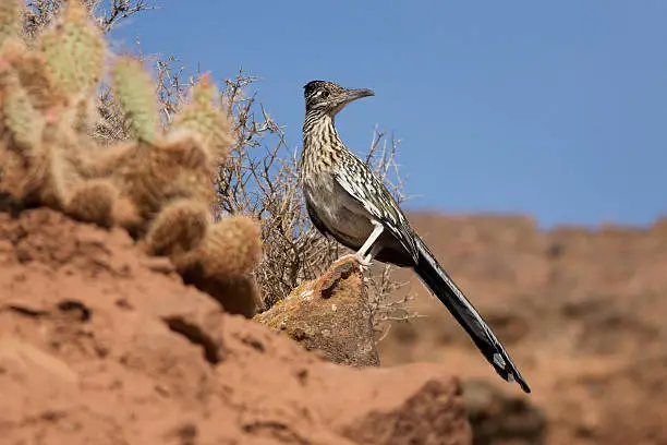 A Greater Roadrunner (Geococcyx californianus) searches for lunch in the desert cactus country of Smith Mesa, nearby Zion National Park.