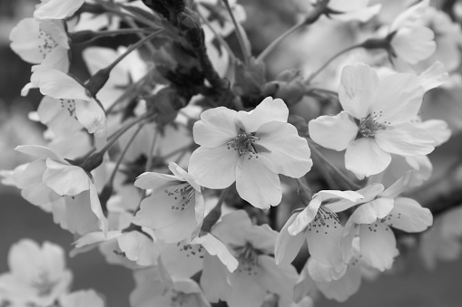 Cherry Blossoms Black & White