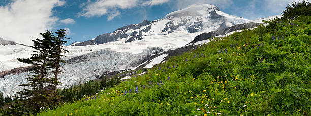 monte baker wildflowers - north cascades national park mountain flower wildflower imagens e fotografias de stock