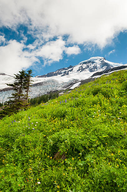 monte baker wildflowers - north cascades national park mountain flower wildflower imagens e fotografias de stock