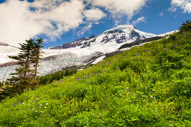 monte baker wildflowers - north cascades national park mountain flower wildflower imagens e fotografias de stock