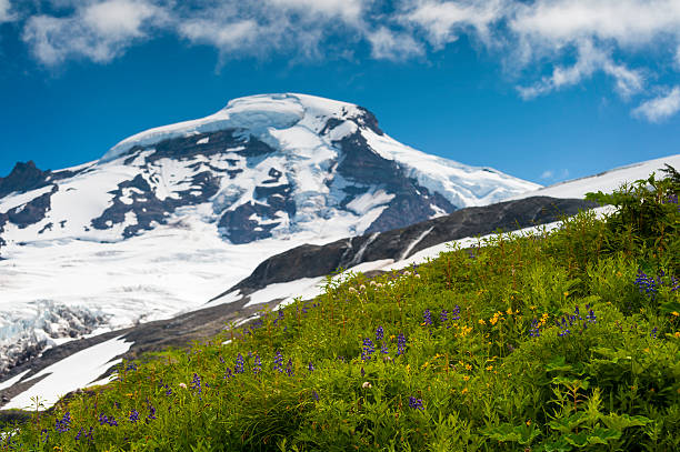 гора бейкер wildflowers - north cascades national park pacific northwest flower cascade range стоковые фото и изображения