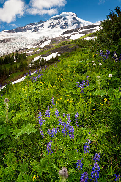 monte baker wildflowers - north cascades national park mountain flower wildflower imagens e fotografias de stock