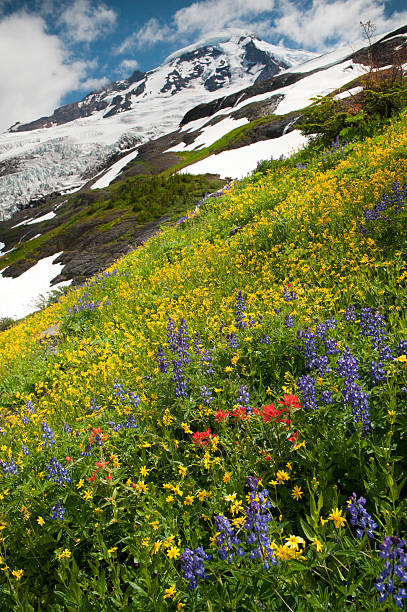 гора бейкер wildflowers - north cascades national park pacific northwest flower cascade range стоковые фото и изображения