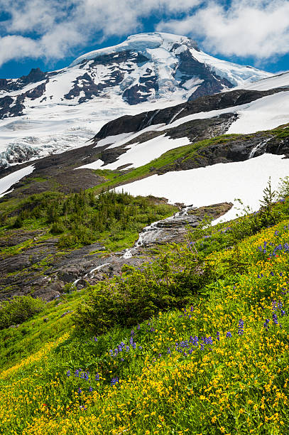 monte baker wildflowers - north cascades national park mountain flower wildflower imagens e fotografias de stock