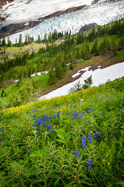 monte baker wildflowers - north cascades national park mountain flower wildflower imagens e fotografias de stock