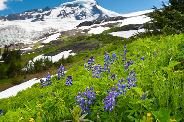 monte baker wildflowers - north cascades national park mountain flower wildflower imagens e fotografias de stock