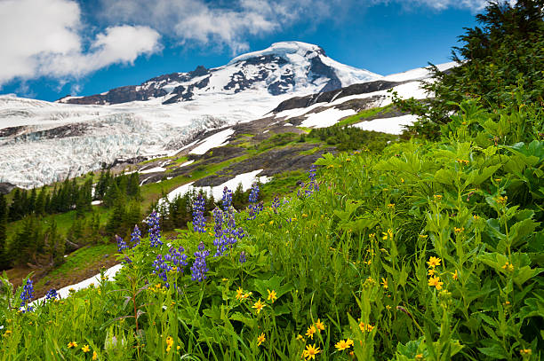 monte baker wildflowers - north cascades national park mountain flower wildflower imagens e fotografias de stock