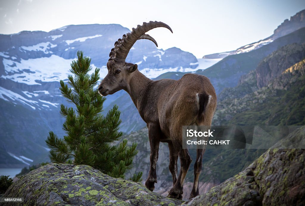 Chèvre de montagne - Photo de Alpes européennes libre de droits