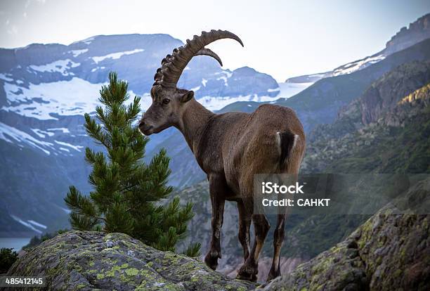 Kozioł Śnieżny - zdjęcia stockowe i więcej obrazów Alpy - Alpy, Antequera, Dzikie zwierzęta