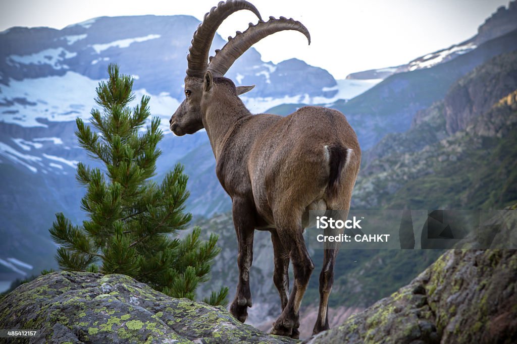 Cabra da montanha - Royalty-free Bouquetin Foto de stock