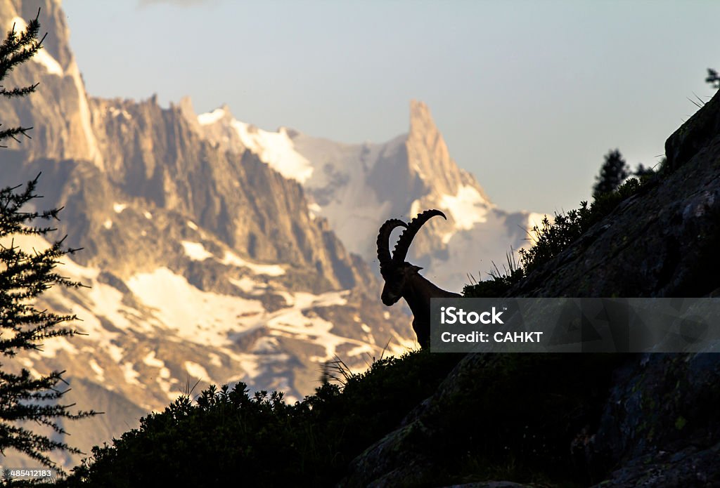 Cabra das Montanhas Rochosas - Foto de stock de Alpes europeus royalty-free