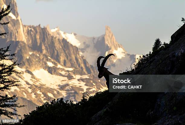 Foto de Cabra Das Montanhas Rochosas e mais fotos de stock de Alpes europeus - Alpes europeus, Animal, Animal selvagem