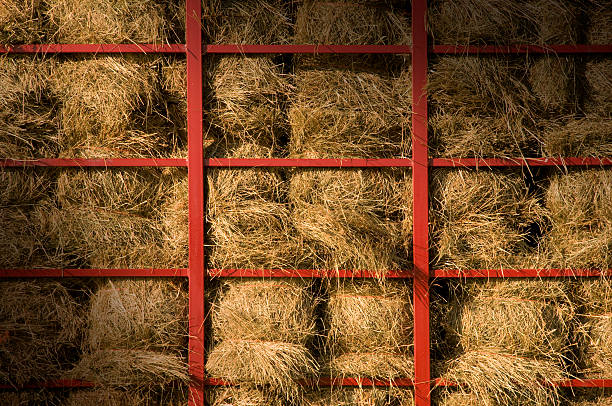 istock Hay bales piled within a cart lit diagonally 485412380
