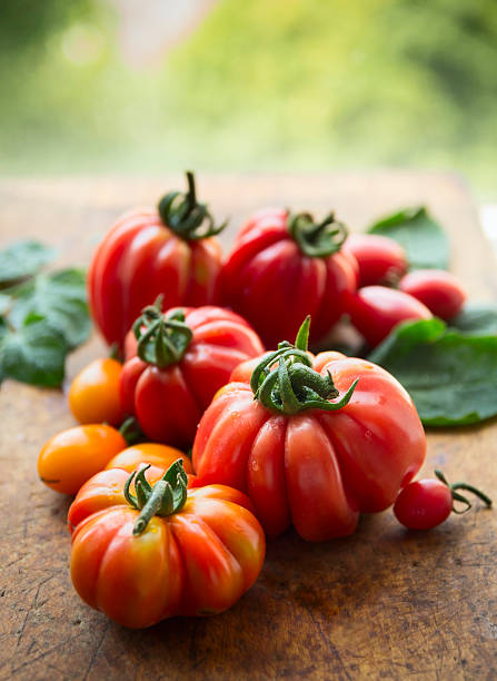 tomatoes on a branch with leaves, on a natural background big red and yellow tomatoes on a branch with leaves, on a natural background, close up raf stock pictures, royalty-free photos & images