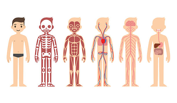 ilustrações, clipart, desenhos animados e ícones de anatomia diagrama (masculino - human muscle the human body people muscular build