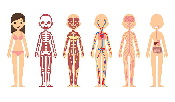 anatomie diagramm (female - dickdarm verdauungstrakt grafiken stock-grafiken, -clipart, -cartoons und -symbole