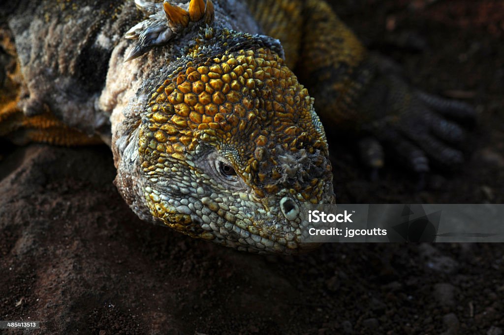 Iguana terrestre (Conolophus subcristatus) - Foto stock royalty-free di America del Sud