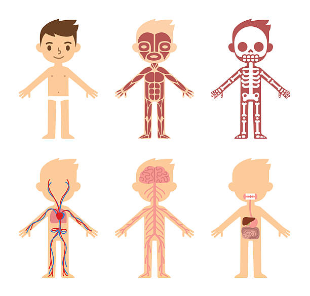 ilustraciones, imágenes clip art, dibujos animados e iconos de stock de anatomía gráfico para niños - human heart human cardiovascular system people human vein