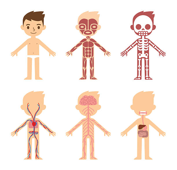 stockillustraties, clipart, cartoons en iconen met anatomy chart for kids - neurology child