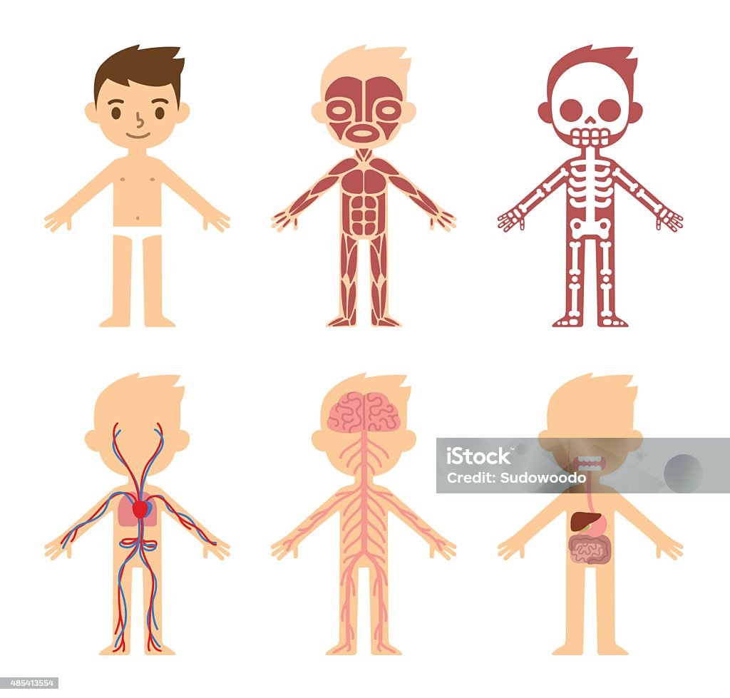 Anatomy chart for kids "My body", educational anatomy body organ chart for kids. Cute cartoon little boy and his bodily systems: muscular, skeletal, circulatory, nervous and digestive. Child stock vector