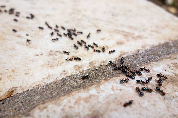 ant's line - mier stockfoto's en -beelden