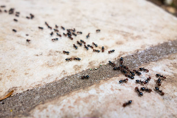 Ant's line a lot of ants traveling in a row on the pavement colony group of animals photos stock pictures, royalty-free photos & images