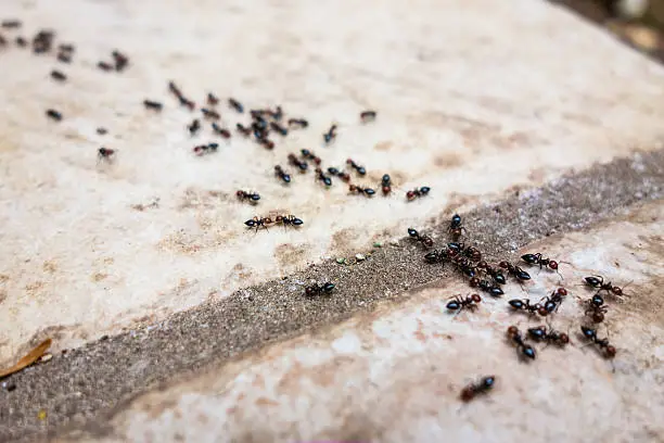 a lot of ants traveling in a row on the pavement