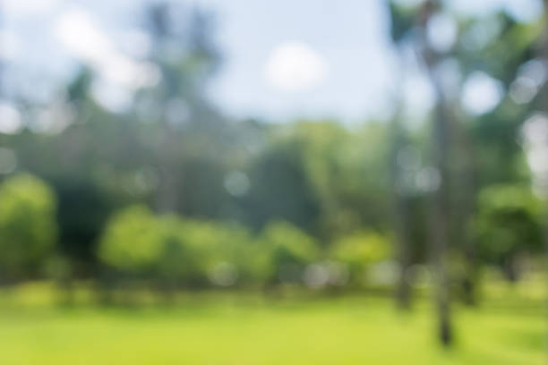 istock Fresh green bio background with abstract blurred foliage and bright 485414100