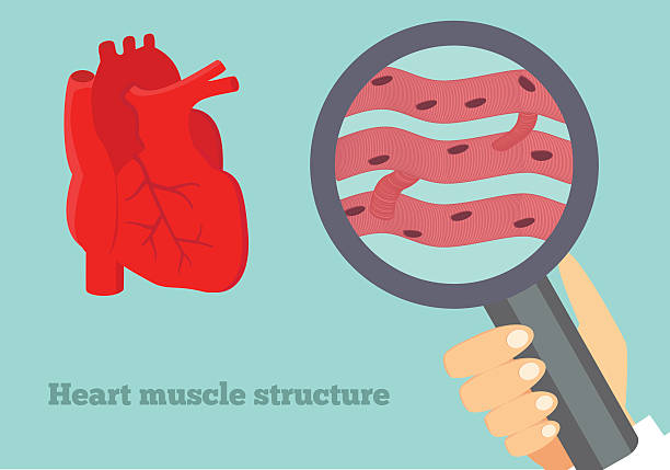 illustrations, cliparts, dessins animés et icônes de muscle cardiaque illustration de structure. illustration de cardiologie du massage des tissus en profondeur. - septum interventriculaire