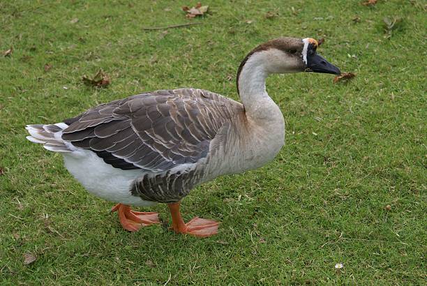 Chinese goose domestic bird chinese goose stock pictures, royalty-free photos & images