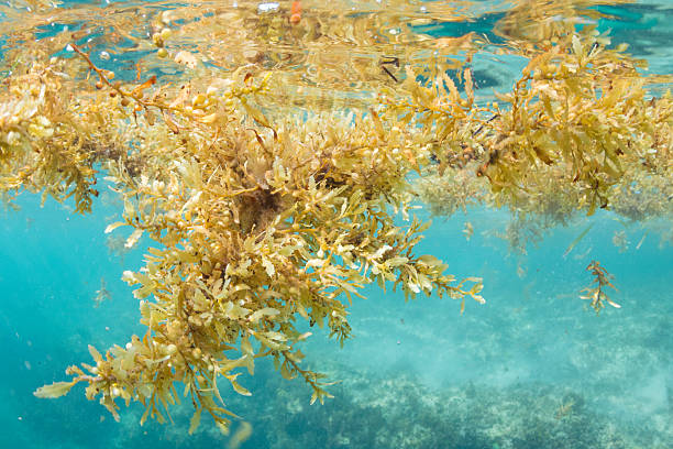 Sargassum seaweed floating underwater Underwater shot of large clumps of sargassum seaweed floating over a reef in the Caribbean Sea on Isla Mujeres, Mexico sargassum stock pictures, royalty-free photos & images