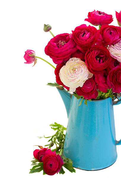 istock bunch of pink ranunculus flowers 485416276