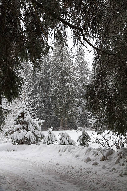 istock View through trees on a snowy trail around Whistler Village 485416722