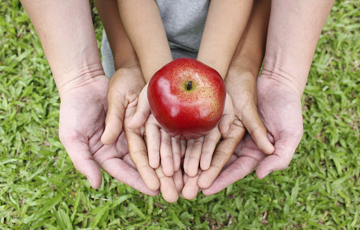 Adult hands holding kid hands with red apple on top on green grass background.