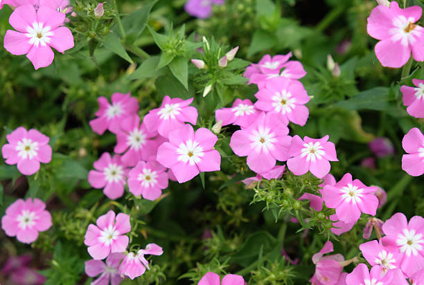 istock Pink flowers 485418750