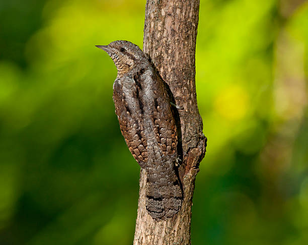 istock Eurasian wryneck (Jynx torquilla) 485421136