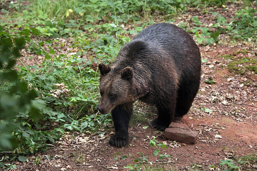 Eurasian brown bear (Ursus arctos arctos). Wild life animal.