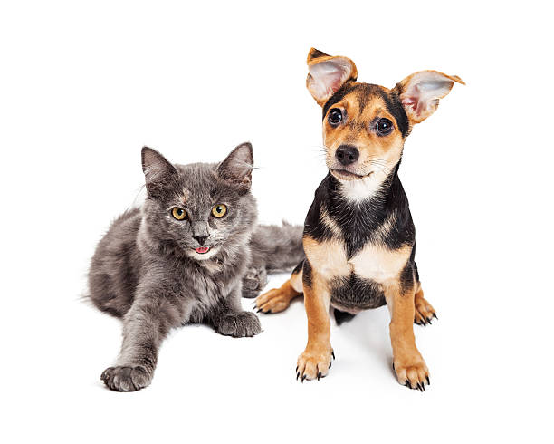 istock Cute Grey Kitten and Crossbreed Puppy 485421506