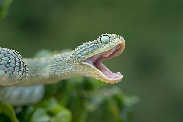 istock Green Bush Viper with Open Mouth - Venomous Snake 485421850
