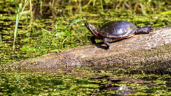 Midland Painted Turtle (Chrysemys picta marginata) Basking on a Log Surrounded by Lily Pads in Michigan.