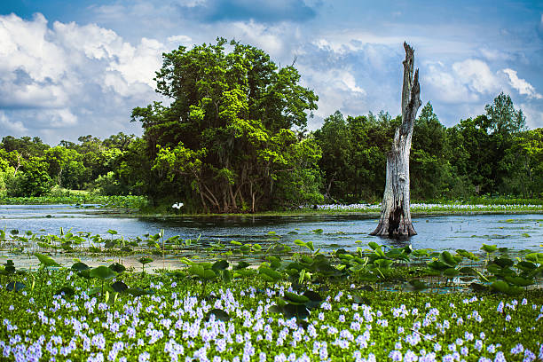 brazos bend, texas - marsh swamp plant water lily - fotografias e filmes do acervo